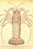 California Spiny Lobster (Panulirus interruptus)