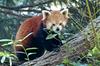 Misc Critters - Red Panda (Ailurus fulgens)