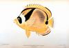Raccoon Butterflyfish (Chaetodon lunula)