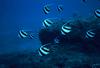 Pennant Coralfish (Heniochus acuminatus)