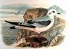 Ross's Gull (Rhodostethia rosea)