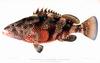 Red Hind Grouper (Epinephelus guttatus)