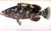 Rock Hind Grouper (Epinephelus adscensionis)