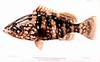 Nassau Grouper (Epinephelus itajara)