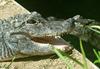 Chinese Alligator (Alligator sinensis)