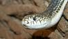 Northern Pine Snake (Pituophis melanoleucus)