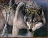 TXscan 20 Daniel Smith-Wolf Portrait.jpg