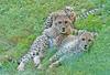 Cheetah Cubs (Acinocyx jubatus)