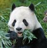 Giant Panda (Ailuropoda melanoleuca)