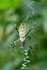 Argiope bruennichii (Wasp Spider)