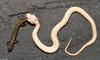 Albino Eastern Garter Snake with Northern Two-lined Salamander