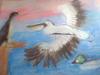 Sea Birds- Cormorant, Great White Pelican, and Common Goldeneye (duck)