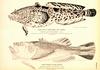 Gulf Toadfish & Naked Star-gazer