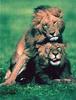 Two male lions mateing O.O