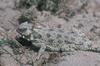 Coast Horned Lizard (Phrynosoma coronatum)