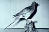 (Extinct) Passenger Pigeon (Ectopistes migratorius)