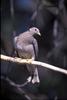 Band-tailed Pigeon (Columba fasciata)