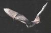 Gray Myotis / Gray Bat (Myotis grisescens)