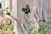Papilio xuthus (Citrus Swallowtail)