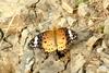 Argyreus hyperbius (Indian Fritillary Butterfly/Female)