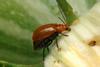 Leaf Beetle (Aulacophora indica)