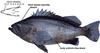 Dusky Rockfish (Sebastes ciliatus)