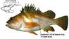 Copper Rockfish (Sebastes caurinus)