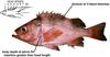 Darkblotched Rockfish (Sebastes crameri)
