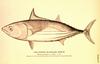 Euthynnus pelamys = Katsuwonus pelamis (Skipjack Tuna)