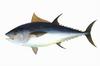 Northern Bluefin Tuna (Thunnus thynnus)