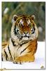 [BitScan] Wildlife - Siberian Tiger