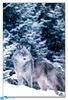 [BitScan] Wildlife - Grey Wolf
