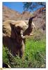 [BitScan] Wildlife - African Elephant