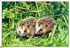 [BitScan] Wildlife - Hedgehog cubs