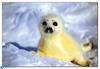 [BitScan] Wildlife - Harp Seal pup