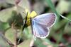 Pale Grass Blue Butterfly (Pseudozizeeria maha)