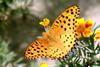 Indian Fritillary Butterfly (Argyreus hyperbius)