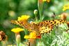 Indian Fritillary Butterfly (Argyreus hyperbius)