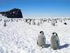 [Daily Photos 09 September 2005] Emperor Penguins, Antarctica