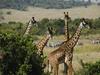 [Daily Photos 09 September 2005] Giraffes, Masai Mara Game Reserve, Kenya