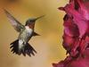 [Daily Photos 09 September 2005] Male Ruby-Throated Hummingbird