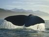 [Daily Photos 09 September 2005] Sperm Whale