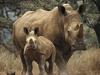 ...[Daily Photos 09 September 2005] White Rhinos, Kenya, Africa = white rhinoceros (Ceratotherium s