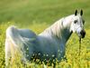 [BitTorrent-Horses]  Among the Fields of Gold, Arabian Stallion