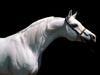 [BitTorrent-Horses]  Arabian Stallion