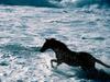 [BitTorrent-Horses]  Beach Runner, California Coast