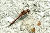 Dragonfly (Sympetrum infuscatum)