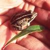 Wood Frog (Rana sylvatica)
