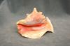 Queen Conch shell (Strombus gigas)