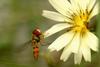 Episyrphus balteatus (Marmelade hoverfly)